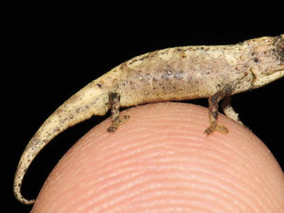 Le Brookesia nana : le plus petit reptile du monde