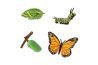 Kit cycle de vie du Papillon Monarque