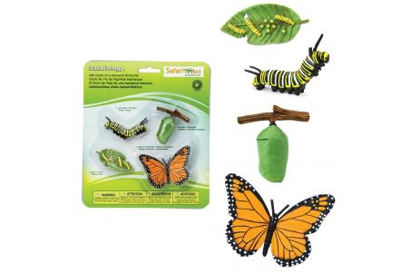 Kit cycle de vie du Papillon Monarque