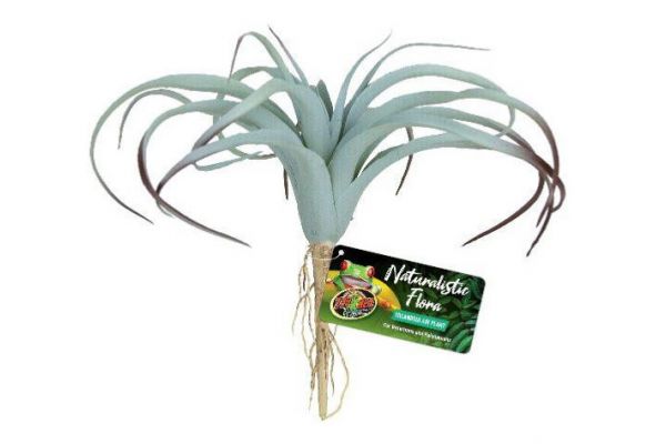 Plante Tillandsia Air Plante Tillandsia Air