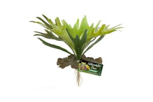 Plante Staghorn Fern