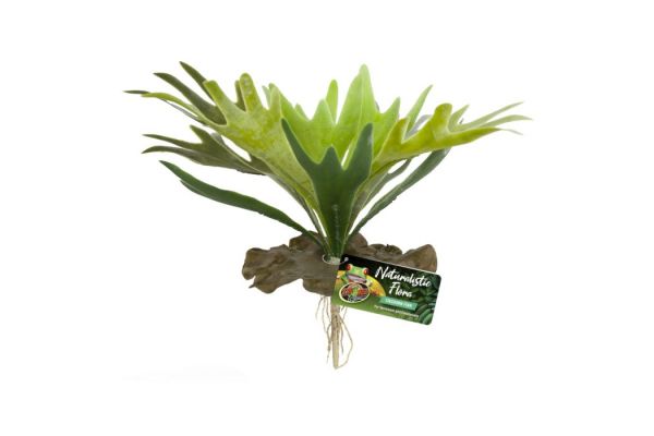 Plante Staghorn Fern Plante Staghorn Fern