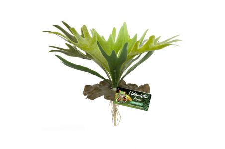 Plante Staghorn Fern