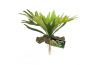 Plante Staghorn Fern