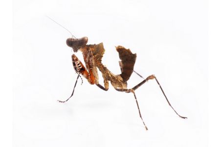 Deroplatys lobata, adulte