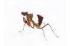 Deroplatys lobata, adulte