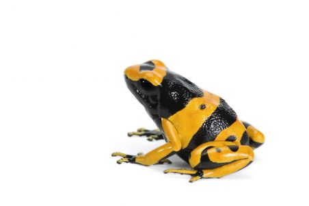 Dendrobates leucomelas, guyana banded Dendrobates leucomelas, guyana banded