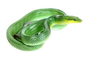 Gonyosoma oxycephala, N.C