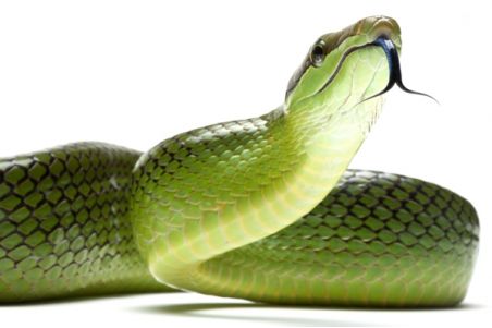 Gonyosoma oxycephala, N.C