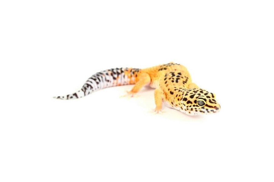 Eublepharis macularius, tangerine Eublepharis macularius, tangerine