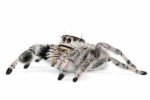 Phidippus regius, femelle subadulte