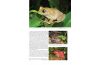 Status and Threats of Afrotropical Amphibians