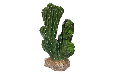 Cactus Victoria