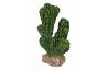 Cactus Victoria
