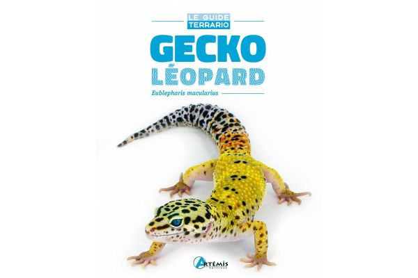 Gecko Léopard