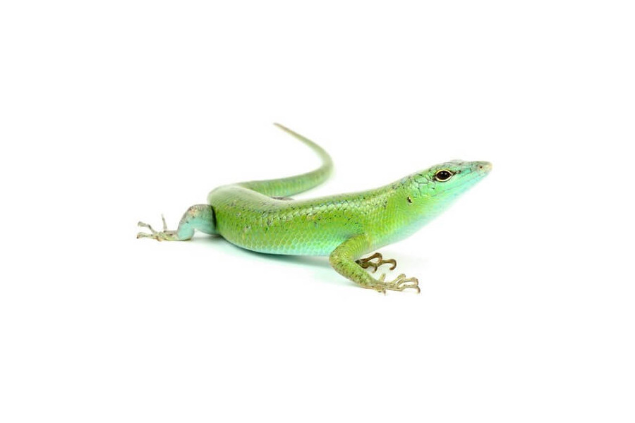 Lamprolepis smaragdina Lamprolepis smaragdina