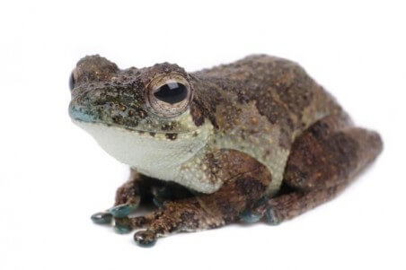 Chiromantis rufescens