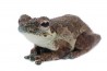 Chiromantis rufescens