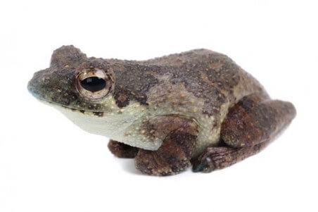 Chiromantis rufescens