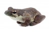 Chiromantis rufescens