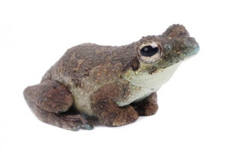 Chiromantis rufescens