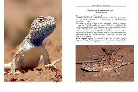 Field Guide to the Amphibians and Reptiles of Israel