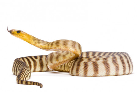 Les pythons australiens - Formation en ligne