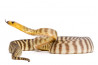 Les pythons australiens - Formation en ligne