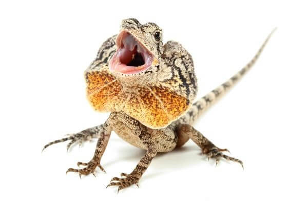 Chlamydosaurus kingii Chlamydosaurus kingii