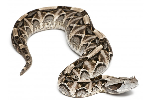Visioconférence "Le genre Bitis" - Visioconférence "Le genre Bitis" -