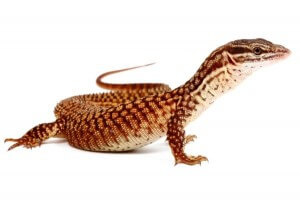 Varanus acanthurus, red ackie