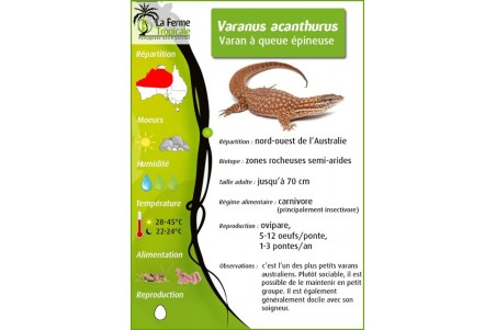 Varanus acanthurus, red ackie