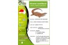 Varanus acanthurus, red ackie