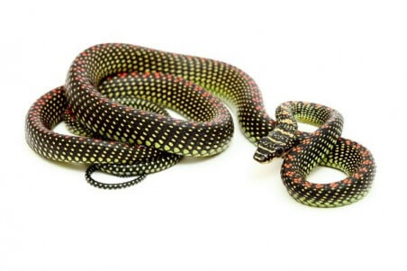 Chrysopelea paradisi