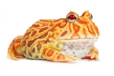 Ceratophrys cranwelli, strawberry