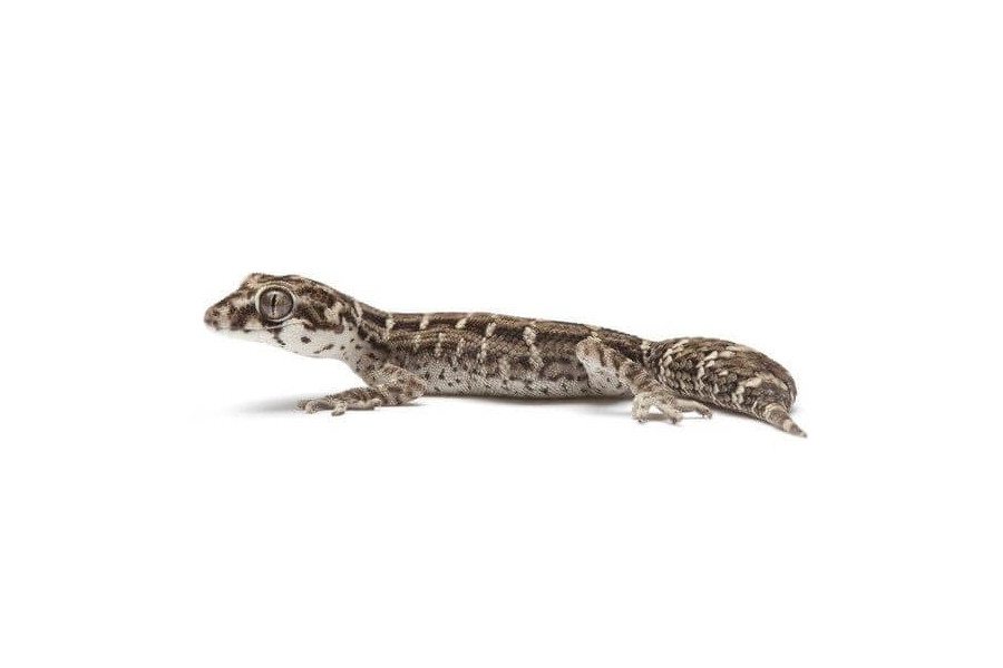 Hemidactylus imbricatus (Teratolepis fasciata) Hemidactylus imbricatus (Teratolepis fasciata)