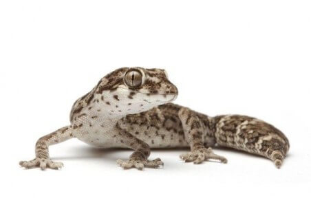 Hemidactylus imbricatus (Teratolepis fasciata)