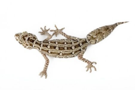 Hemidactylus imbricatus (Teratolepis fasciata)