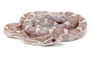 Pantherophis guttatus, lavender