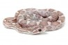 Pantherophis guttatus, lavender