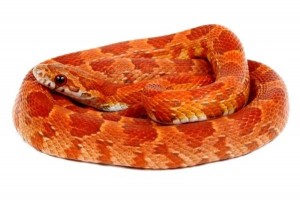 Pantherophis guttatus, sunkissed, femelle adulte