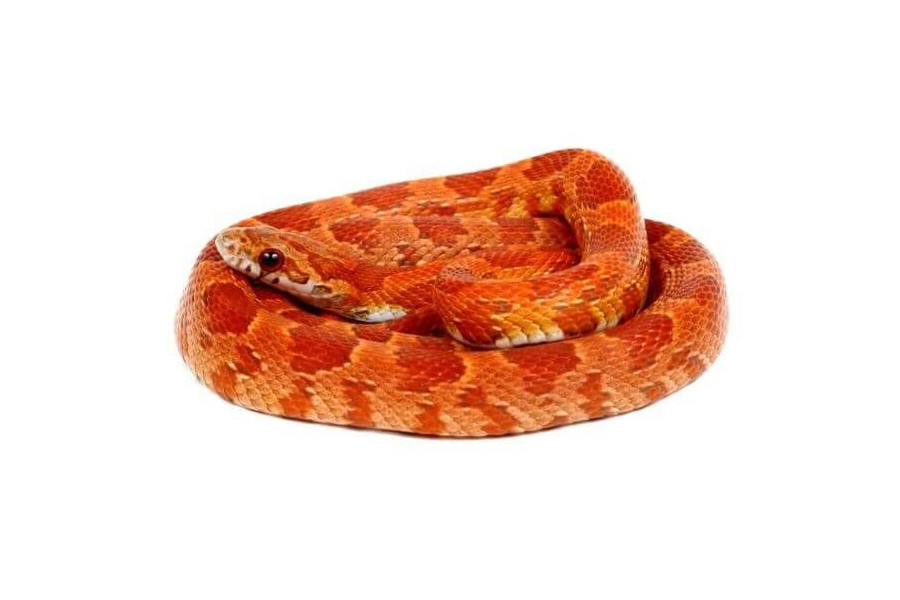 Pantherophis guttatus, sunkissed, femelle adulte