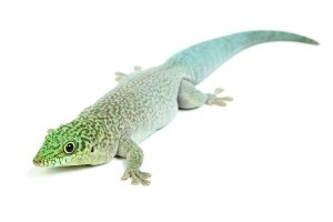 Phelsuma standingi, juvénile