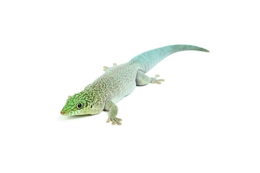 Phelsuma standingi, juvénile Phelsuma standingi, juvénile