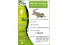 Phelsuma standingi, juvénile