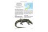 The Book of the Monitor Lizards