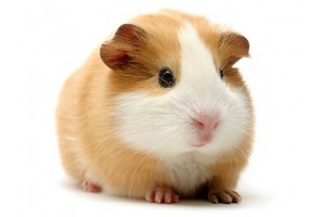Cochons d'Inde