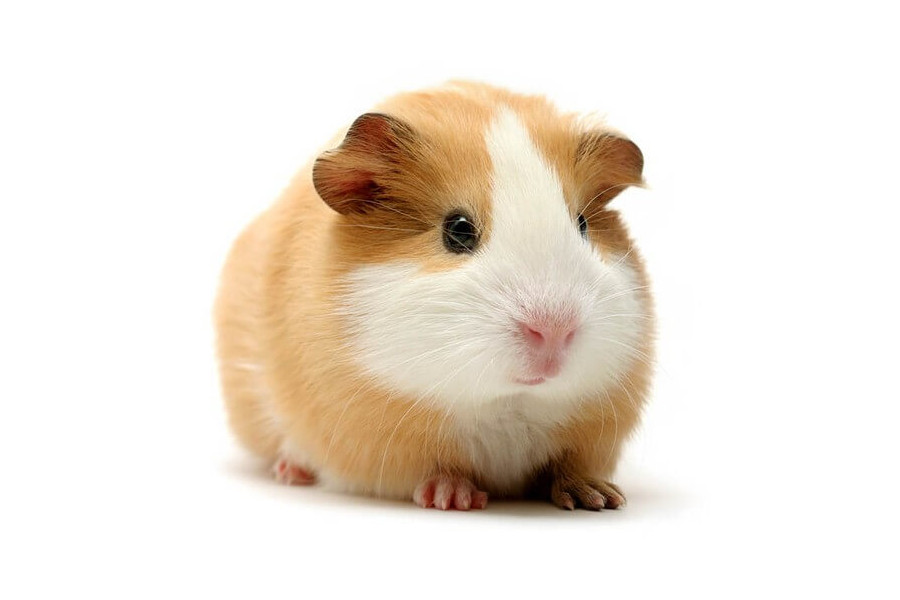 Cochons d'Inde Cochons d'Inde