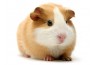 Cochons d'Inde