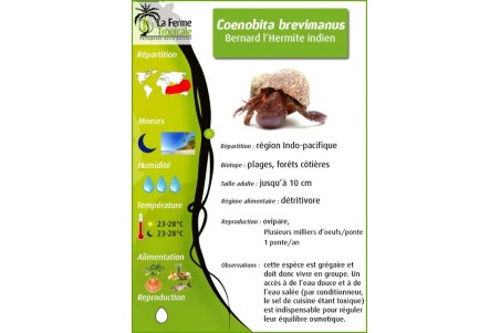 Coenobita brevimanus